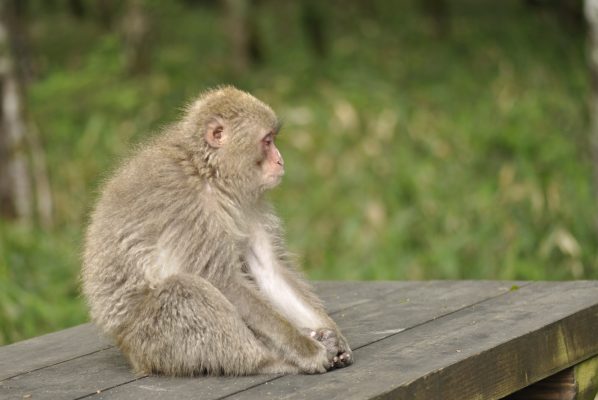 ふるさとっぽい画像