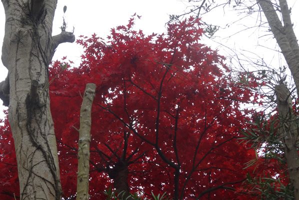 紅葉
