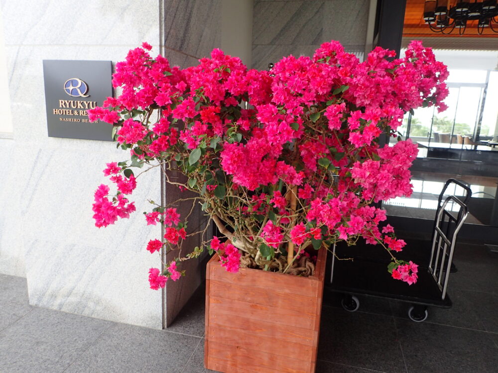 琉球ホテル入口の花